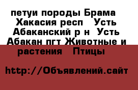 петуи породы Брама - Хакасия респ., Усть-Абаканский р-н, Усть-Абакан пгт Животные и растения » Птицы   